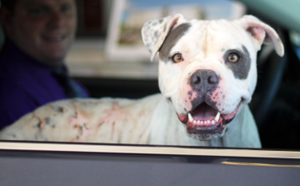 BJ
"Hello! When I came to ADL they found out I had an ear infection, heartworms, and a chemical burn on my body.  The ADL veterinarian team treated me immediately and I’m now doing so much better! I am clear of my ear infection, I’m currently going through heartworm treatment and my burns are quickly healing.  Overall, I am a chill dog, especially when I’m in a car. I will sit patiently in the backseat and enjoy the ride. I like yummy treats and like most bulldogs will drool like mad for them. I even know how to sit for treats and I know I can learn more tricks. Nobody knows what I went through before I got here but I’m ready to leave the past behind me. I’m now looking forward to a bright future in a loving home of my own with someone who will love me forever."